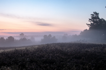 Fog over beautiful flowering heath landscape at sunrise in the Lueneburger Heide, Germanyの写真素材