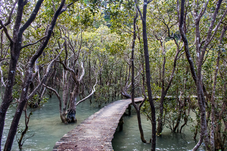 Walkway through the mangroves on the Paihia to Opua Coastal Walkway, North Island, New Zealandの写真素材
