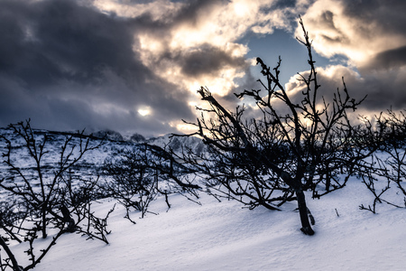 Snowy landscape with trees on a winter hike in the Lofoten Islands in Norway in winterの写真素材