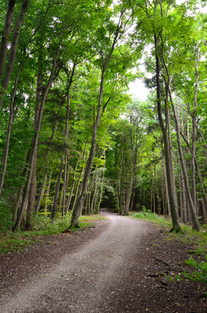 A gravel path in a green avenue