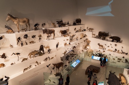 Melbourne, Australia - April 30, 2017: Melbourne Museum is a historical and natural history museum in Carlton, including a wide collection of stuffed animals.のeditorial素材
