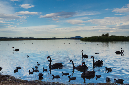 Black swans on the shore of Lake Wendouree in Ballarat Australiaの写真素材