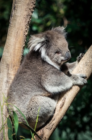 Koala, or phascolarctos cinereus, in a eucalyptus tree in the Yarra Valley, Australiaの写真素材