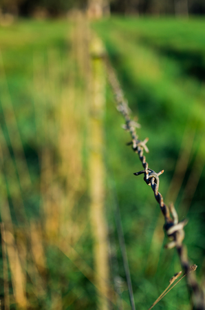 Cow hair wrapped around barbs on a farm fence outside Marysville, Australia.の写真素材