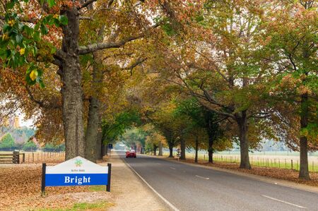 Bright, Australia - May 2, 2018: autumn trees lining the Great Alpine Road in Bright. Bright is famous for its colourful autumn trees.のeditorial素材