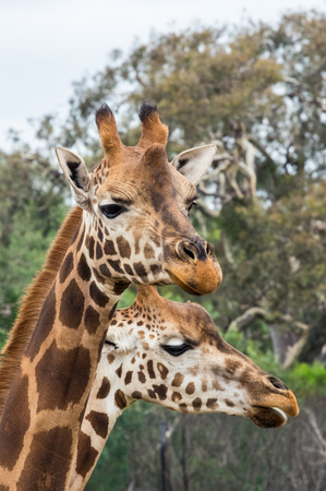 Rothschilds giraffe, Giraffa camelopardalis rothschildi, native to eastern Africa.の写真素材