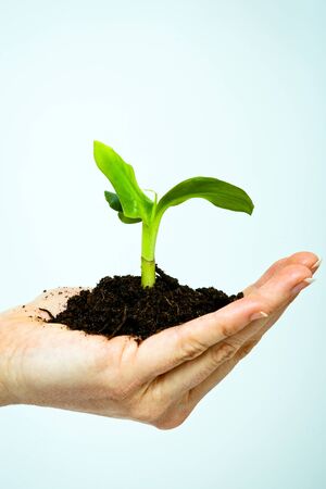 growing green plant in a hand isolated の写真素材