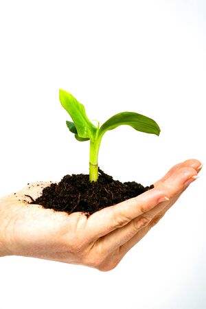 growing green plant in a hand isolated の写真素材