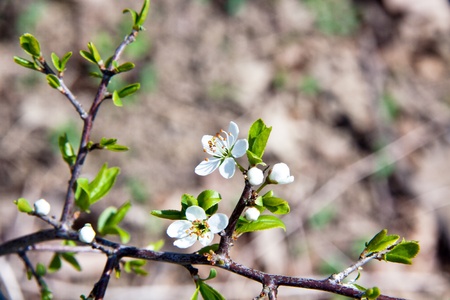 Cherry blossom on a beautiful spring morningの写真素材