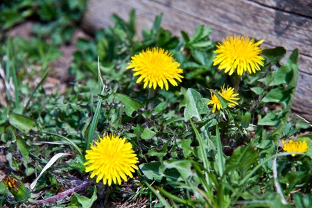 Dandelion with yellow flower in spring sunの写真素材