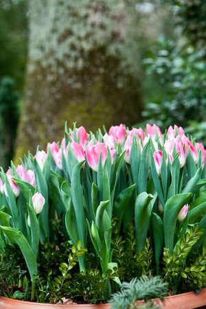 beautiful colorful tulips outdoor in spring の写真素材