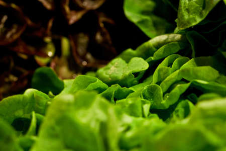 fresh saladfresh green salad on the marketの写真素材
