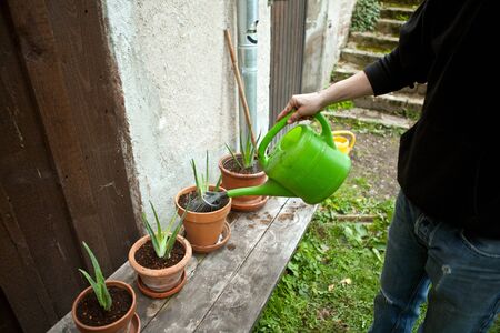 gardener repot young aloe vera plants in the gardenの写真素材