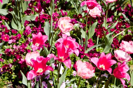 beautiful colorful pink tulips outdoor in springの写真素材