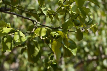 fresh tasty green limes on tree in summer outside mediterraneanの写真素材