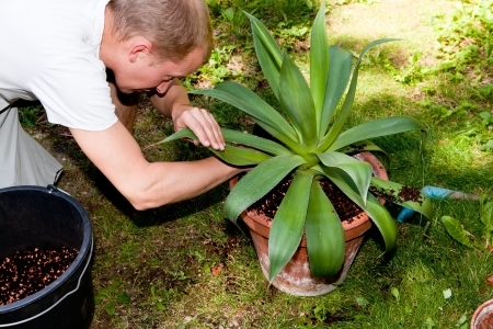 gardener repot green aloe vera plant in garden in summerの写真素材