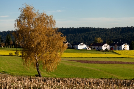 beautiful autumn landscape with blue sky and yellow tree backgroundの写真素材