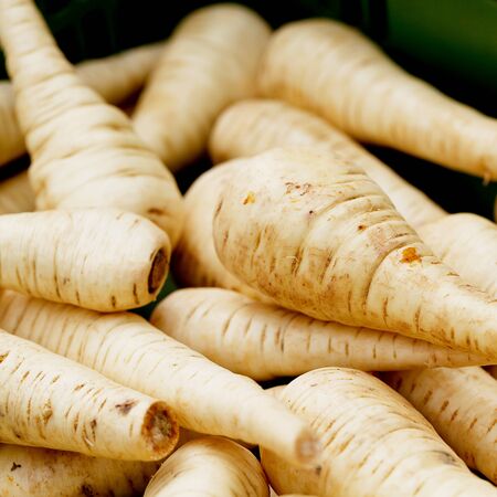fresh parsley root on market outdoor in summer macroの写真素材