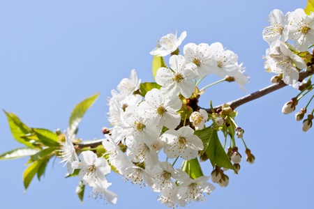 beautiful white blossom in spring easter outdoor apple tree