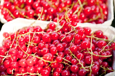 fresh tasty red currant berries macro closeup on market outdoor summerの写真素材