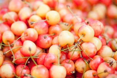  fresh yellow red sweet cherries macro closeup on market outdoor summerの写真素材