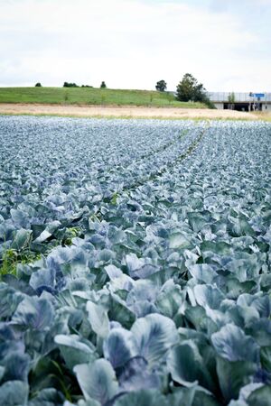 red cabbage on field in summer outdoor plant agriculture の写真素材