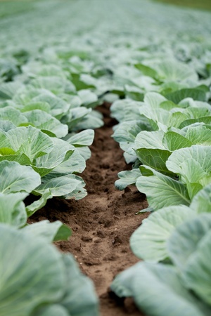 green cabbage plant field outdoor in summer agriculture vegetablesの写真素材