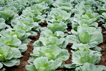 green cabbage plant field outdoor in summer agriculture vegetablesの写真素材