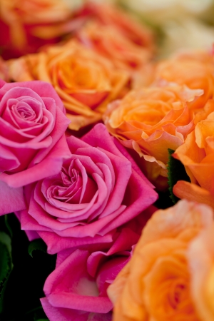 colorful beautiful roses flowers macro closeup card background valentineの写真素材