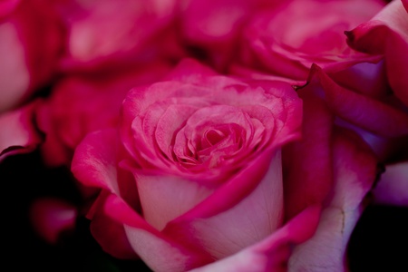 colorful beautiful roses flowers macro closeup card background valentineの写真素材