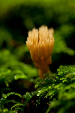ramaria mushroom detail macro in forest autumn seasonal closeup nature