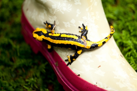 fire salamander salamandra closeup in forest outdoor detail yellow green の写真素材
