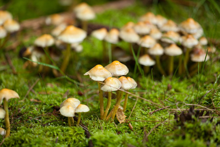 brown mushroom autumn outdoor macro closeup