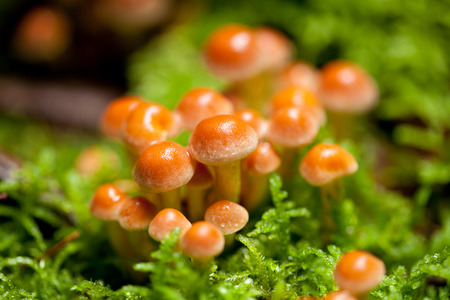 group of brown mushrooms in forest autumn outdoor closeup macro