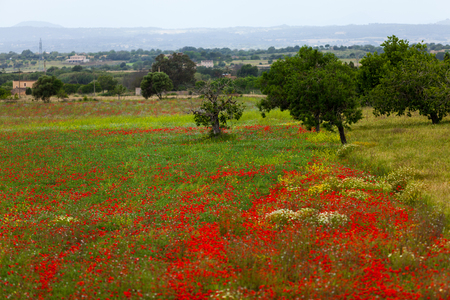 beautiful poppy field in red and green landscape nature background の写真素材