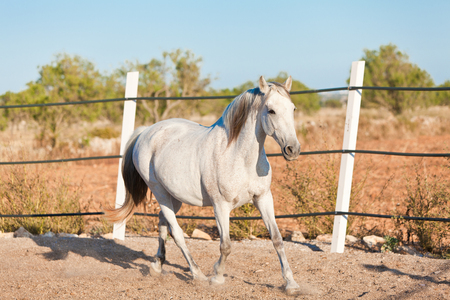 beautiful pura raza espanola pre andalusian horse outdoor in summerの写真素材