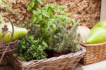 fresh green different herbs and flowers on window outdoor in summerの写真素材