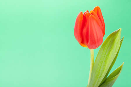 Beautiful fresh red tulips with their green leaves symbolic of spring and love as a gift for a loved one, closeup of the flowers isolated on whiteの写真素材