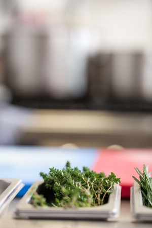 Fresh rosemary sprigs in a stainless steel tray on a commercial kitchen counter ready for use as a garnish and seasoning in cookingの写真素材