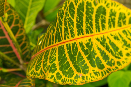 Colorful pattern of a variegated yellow and green Croton leaf , cultivated in gardens and as a...