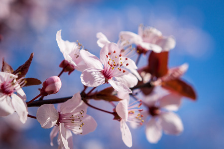 Beautiful pink spring blossom on the branch of a sakura, or Japanese Flowering Cherry tree, against a blue sky, symbolic of the freshness of springの写真素材
