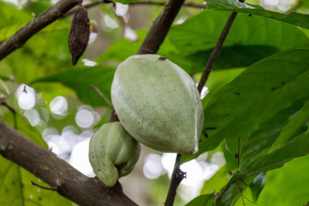fresh ripe fruit plant on tree exotic tropical in summer outdoorの写真素材