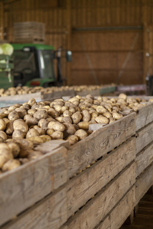 Freshly harvested potatoes and cabbages standing in a barn on a farm in a trailer and wooden bins waiting to go to market for saleの写真素材