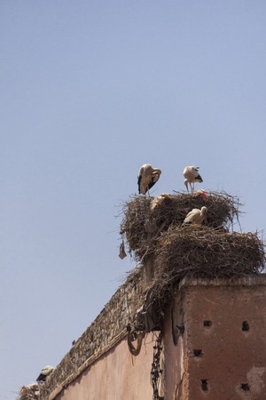 Storks, Ciconiidae, nesting on a rooftop in Marrakesch, Morocco, with two nesting pairs on large...