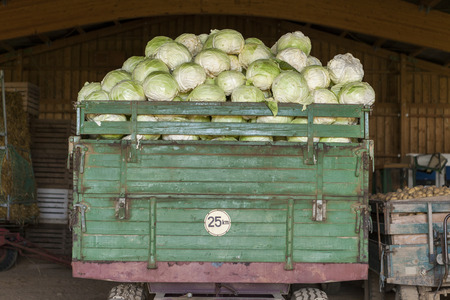 Freshly harvested potatoes and cabbages standing in a barn on a farm in a trailer and wooden bins waiting to go to market for saleの写真素材