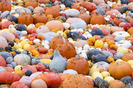 Different maxima and pepo cucurbita pumpkin pumpkins from autumn harvest on a marketの写真素材