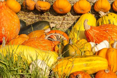 Different maxima and pepo cucurbita pumpkin pumpkins from autumn harvest on a marketの写真素材