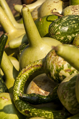 KalebassenkÃ¼rbirs cucurbita pumpkin pumpkins from autumn harvest on a marketの写真素材
