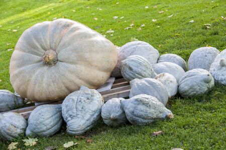 Cucurbita Maxima Giant Pumpkin cucurbita pumpkin pumpkins from autumn harvest on a marketの写真素材