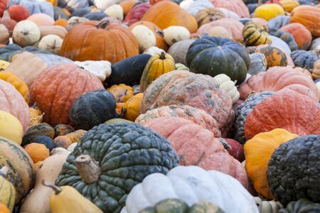 Different maxima and pepo cucurbita pumpkin pumpkins from autumn harvest on a marketの写真素材
